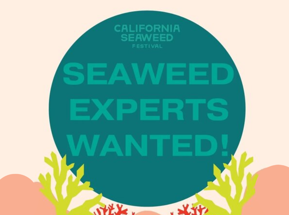 california seaweed festival