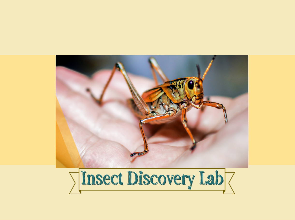 insect discovery lab